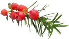 Eibenzweig mit roten Beeren